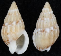 Nassarius cuvieri