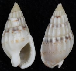 Nassarius cuvieri