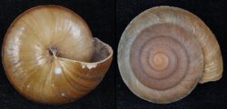 Lamarckiella carinata
