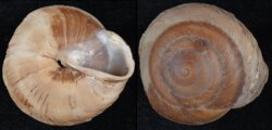 Caracolus caracolla