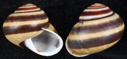 Calocochlea polillensis