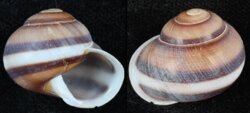 Helicostyla dubiosa