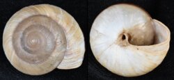 Hemiplecta humphreysiana