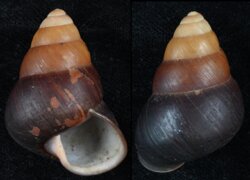 Helicostyla pithogaster