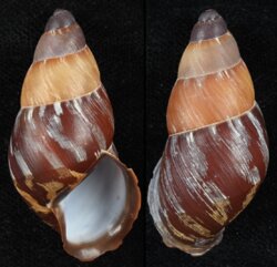 Chrysallis chrysalidiformis