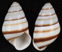 Helicostyla stabilis