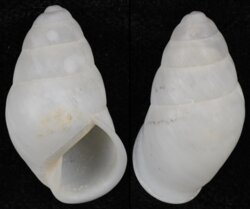 Edentulina ovoidea