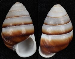 Edentulina ovoidea