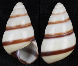 Hypselostyla romblonensis