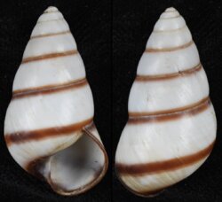 Hypselostyla romblonensis