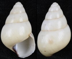 Hypselostyla subcarinata