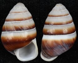 Edentulina ovoidea