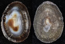 Siphonaria pectinata