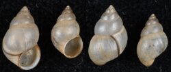 Bithynia tentaculata