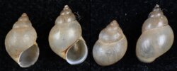 Bithynia tentaculata