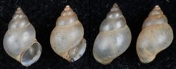 Bithynia tentaculata