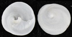 Calyptraea chinensis