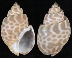 Babylonia spirata