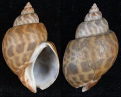 Babylonia formosae