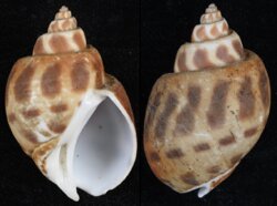 Babylonia formosae