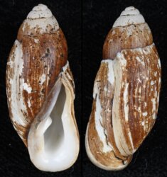 Ellobium aurisjudae