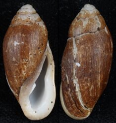 Ellobium aurisjudae