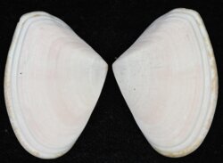 Plebidonax deltoides