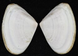 Plebidonax deltoides