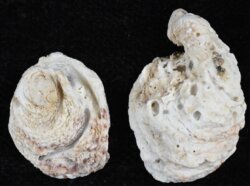 Pseudochama gryphina