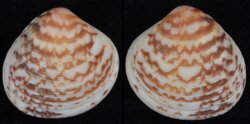 Circe rufigera