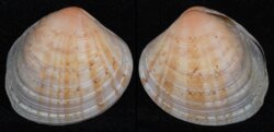 Circe rufigera