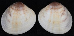 Circe rufigera
