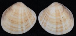 Circe rufigera