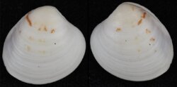Circe rufigera