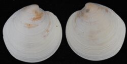 Dosinia caerulea