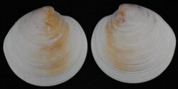 Dosinia caerulea