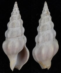Drillia roseola