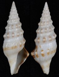 Imaclava unimaculata