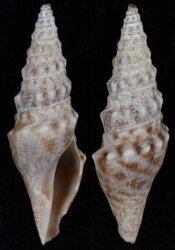 Hormospira maculosa