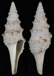 Polystira picta