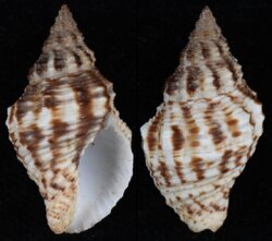 Pusio elegans