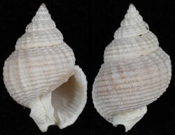 Nassarius catallus
