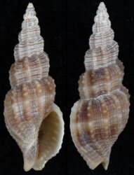 Metaphos articulatus