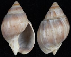 Buccinanops globulosum