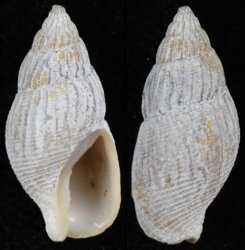 Amphissa columbiana