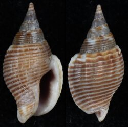 Strombina pulcherrima