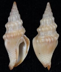 Strombina recurva