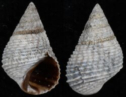 Littorina aspera