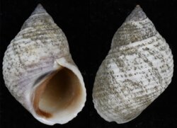 Littorina modesta