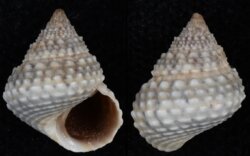 Tectarius muricatus
